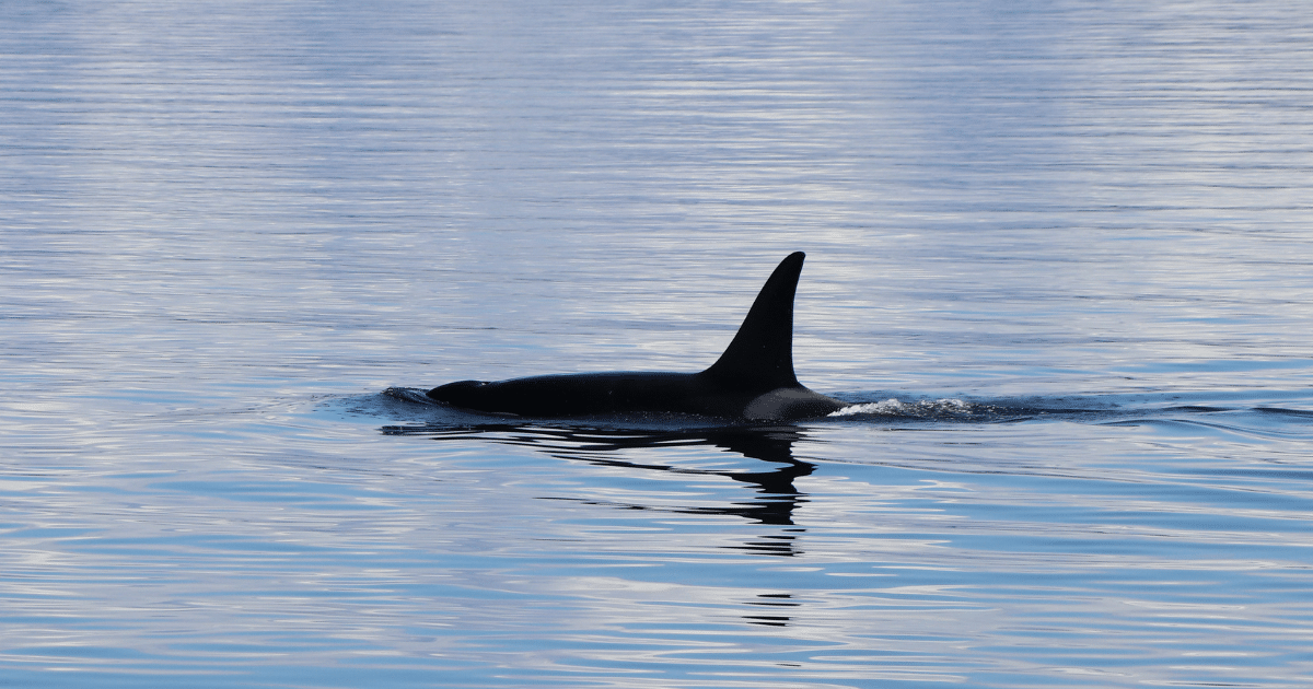 Orcas, Yacht Damage and the Growing Importance of Specialist Yacht Insurance